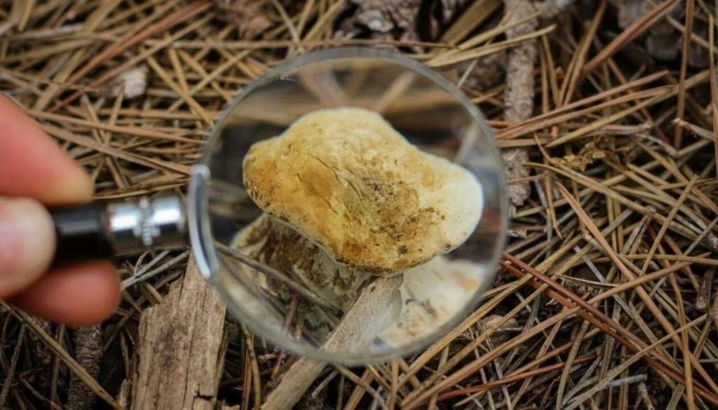 Claromecó Fungi en Claromecó