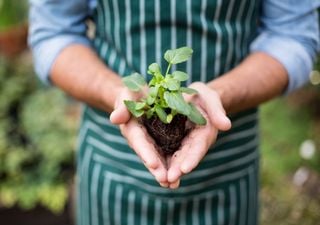 Calendário de plantações: o que cultivar este mês de setembro?