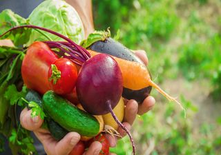 Calendário de plantações: o que cultivar no mês de maio?