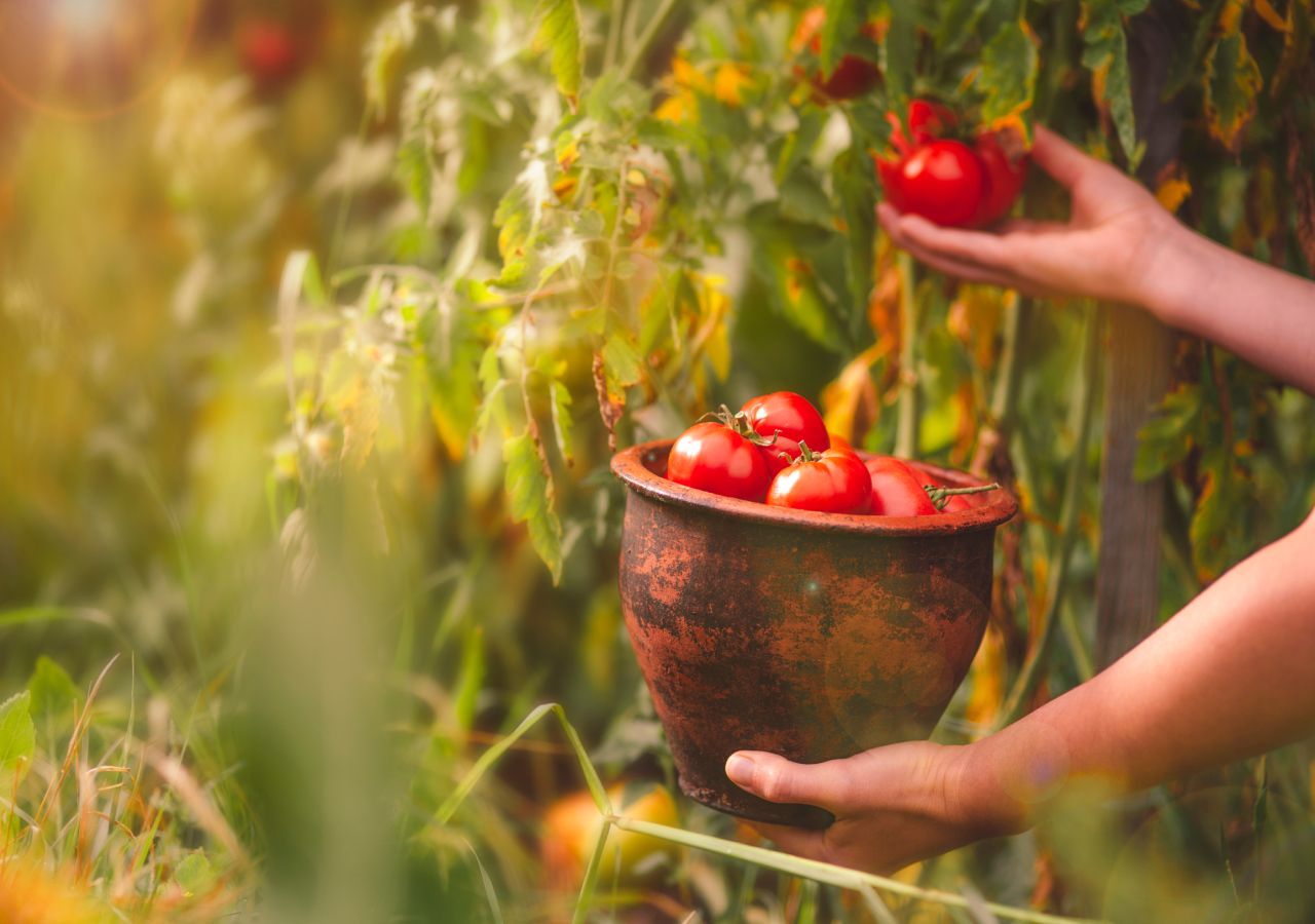 A horta em agosto está no seu auge. Se os cultivos tiverem sido planeados de forma adequada podemos colher, este mês, muitos legumes, frutos e ervas aromáticas.