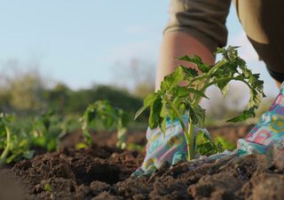 Calendario de siembra de abril: qué plantar y trasplantar en el huerto este mes