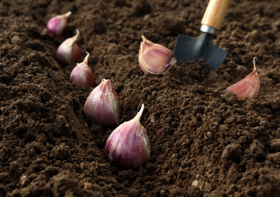 La siembra de ajo en este mes, suele desarrollar bulbos más uniformes que el sembrado en primavera.