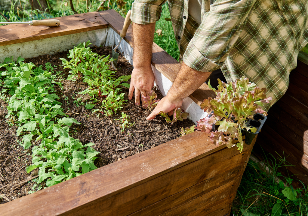 Las hortalizas de hoja germinan más rápido en febrero que en diciembre aunque la temperatura ambiente sea similar, por el aumento del fotoperiodo.