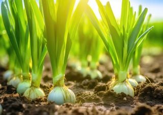 Calendario de siembra de febrero: qué plantar y qué labores tocan en el huerto este mes