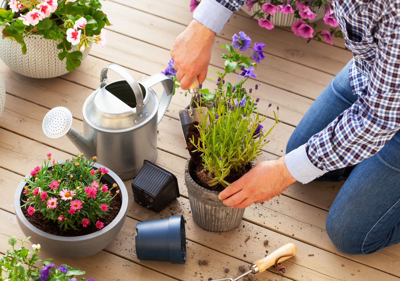 La mayoría de las plantas se adaptan más rápido en verano debido al aumento de la temperatura del suelo.