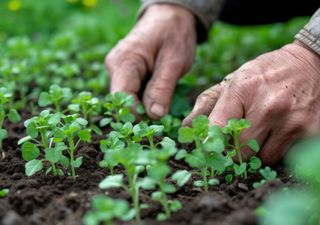 Calendario de siembra de marzo: qué plantar y trasplantar en el huerto