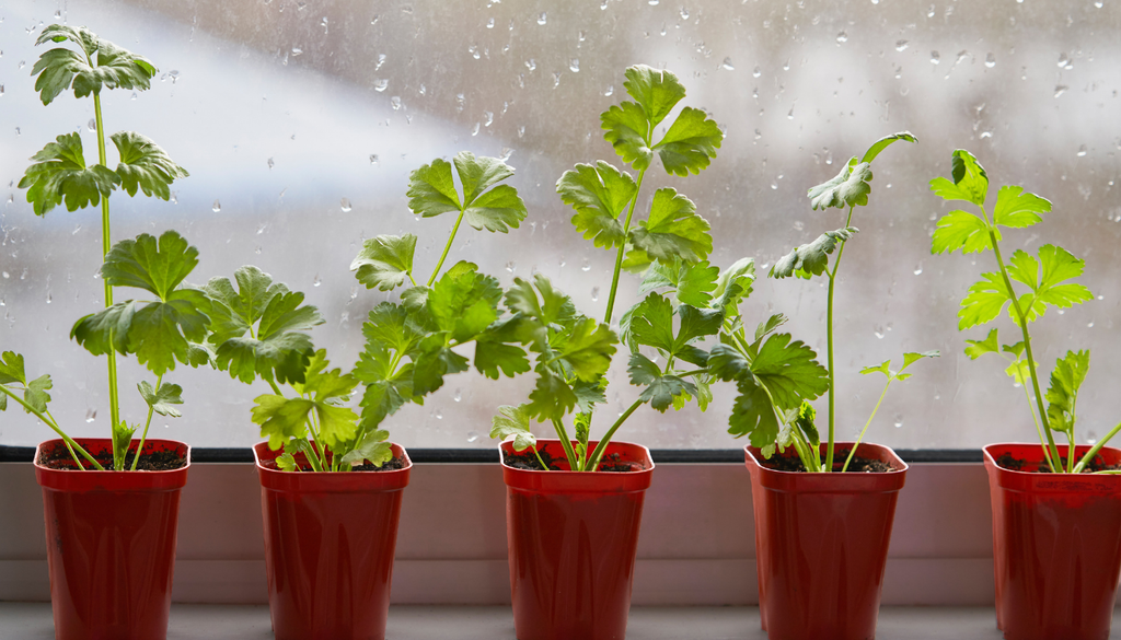 Las lluvias mantienen una humedad adecuada para muchas plantas jóvenes, pero el exceso de agua también puede afectar sus raíces. Las lluvias mantienen una humedad adecuada para muchas plantas jóvenes, pero el exceso de agua también puede afectar sus raíces.