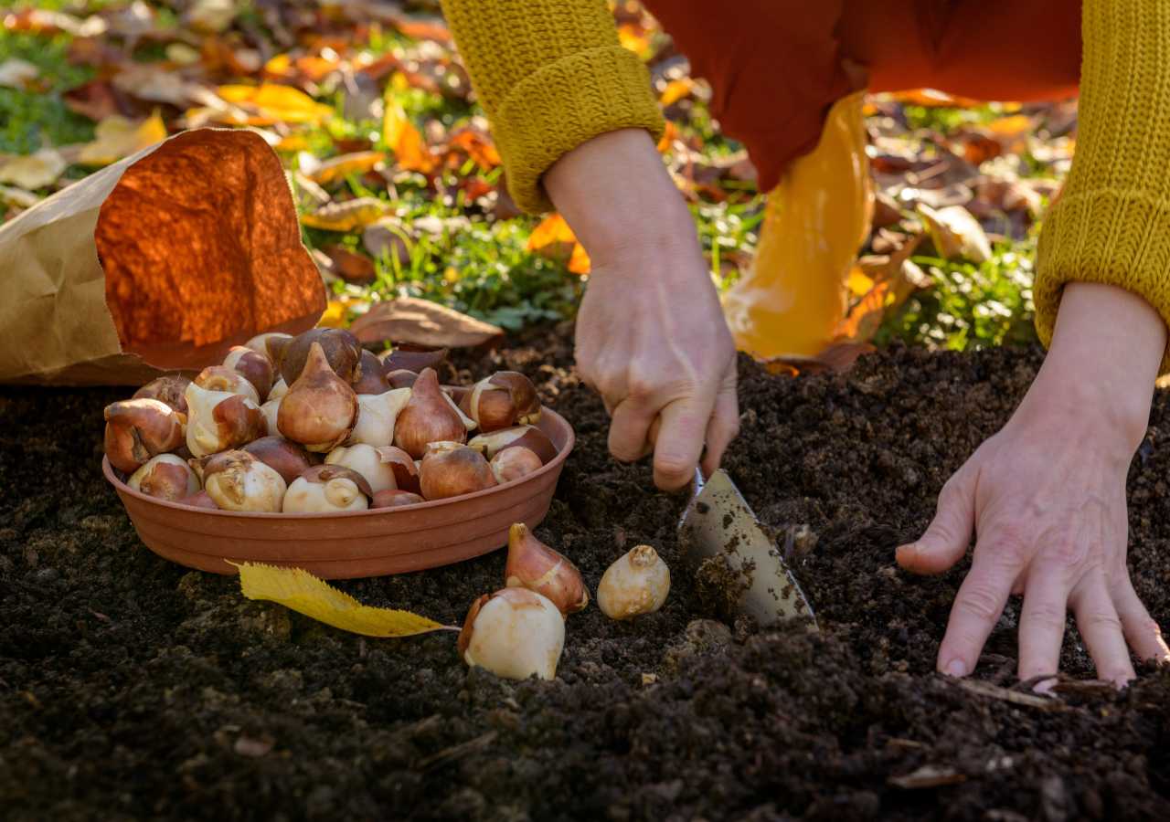 Los tulipanes fueron uno de los primeros cultivos en ser multiplicados por bulbos en el huerto, revolucionando el cultivo de flores al permitir que los jardineros propagaran nuevas plantas sin necesidad de semillas.