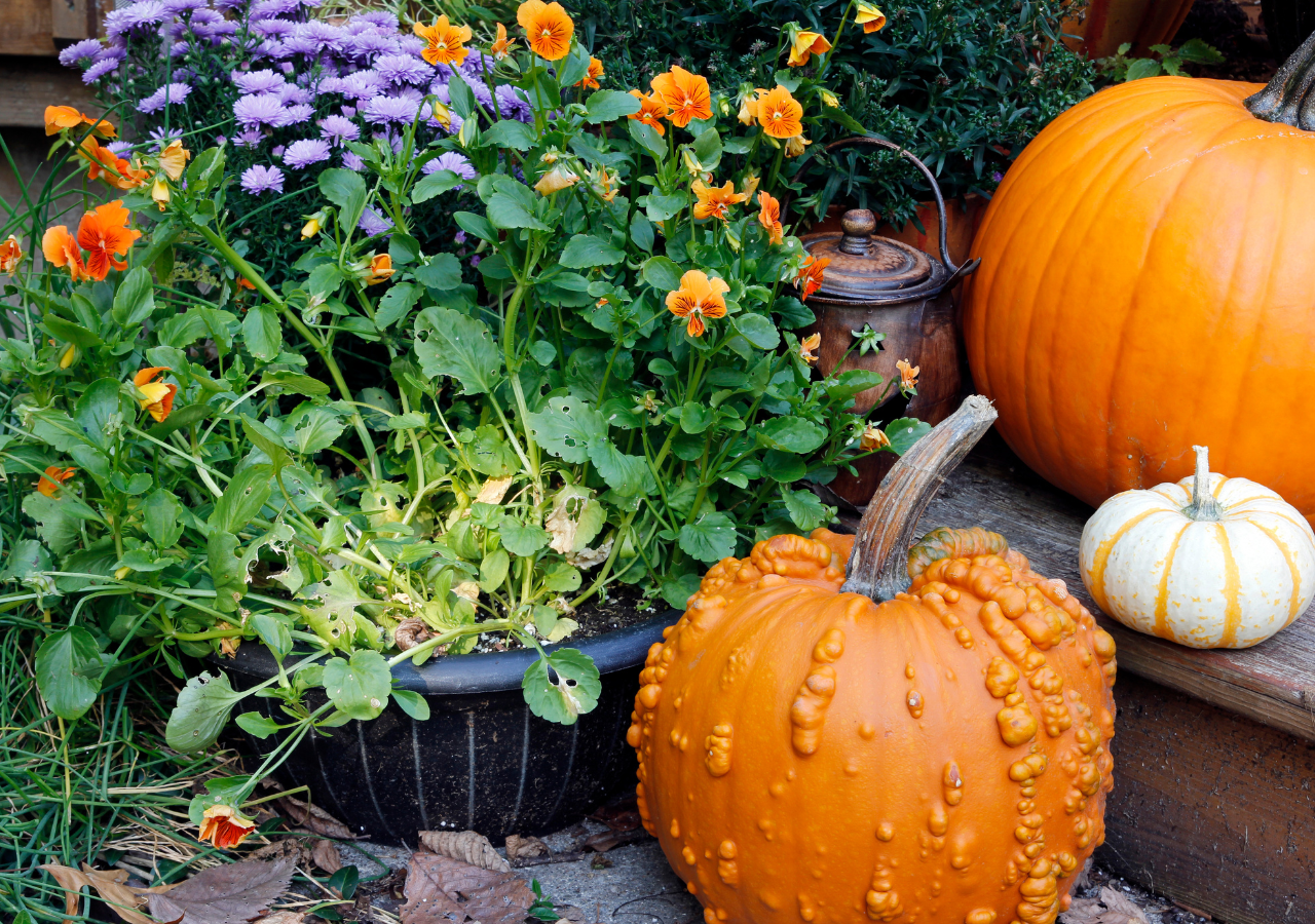Octubre es un buen mes para iniciar un huerto urbano, aprovechando balcones o terrazas para cultivar tus alimentos frescos en casa.