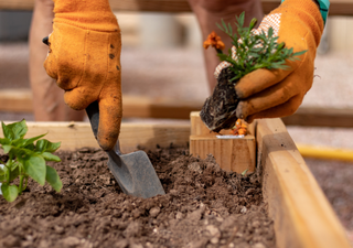 Calendario del huerto en junio: qué sembrar y qué tareas hacer este mes en México