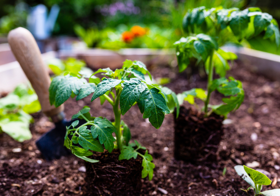 Calendario del huerto: qué plantar en diciembre y cuáles son las tareas del mes. Noticias en tiempo real