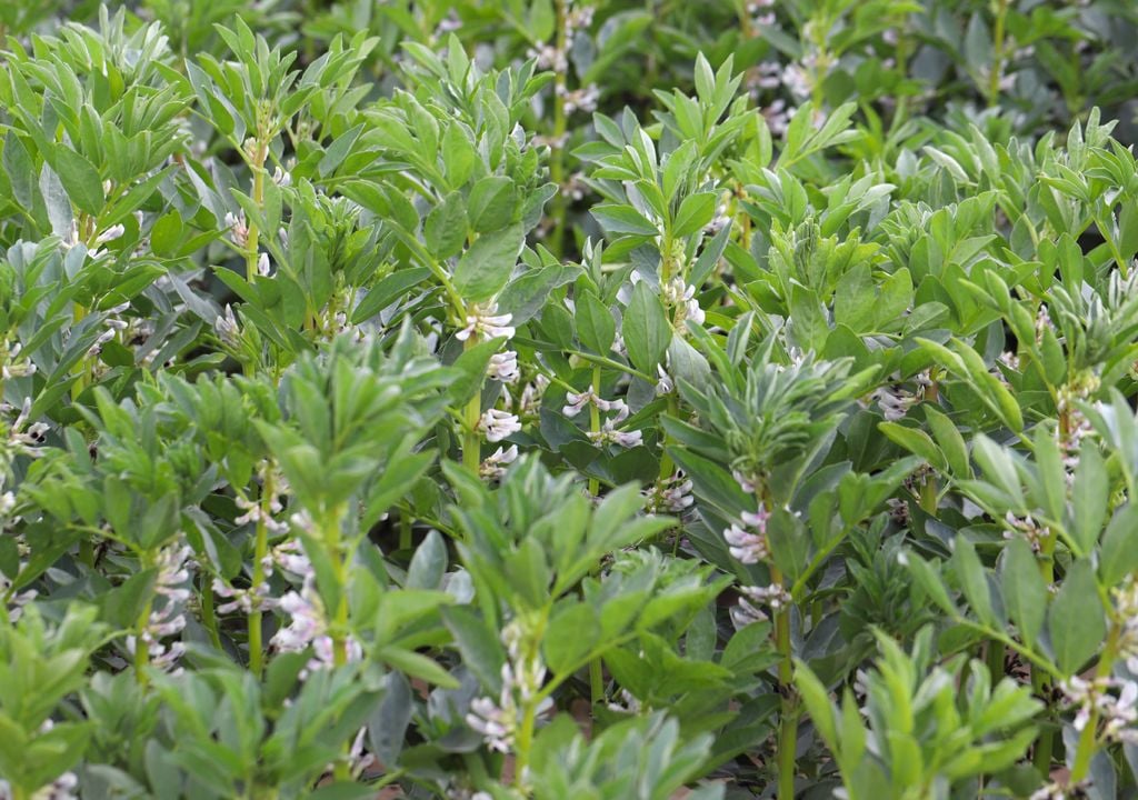 Imagen 2 Las habas son uno de los cultivos más demandados durante los meses de final de febrero principios de marzo