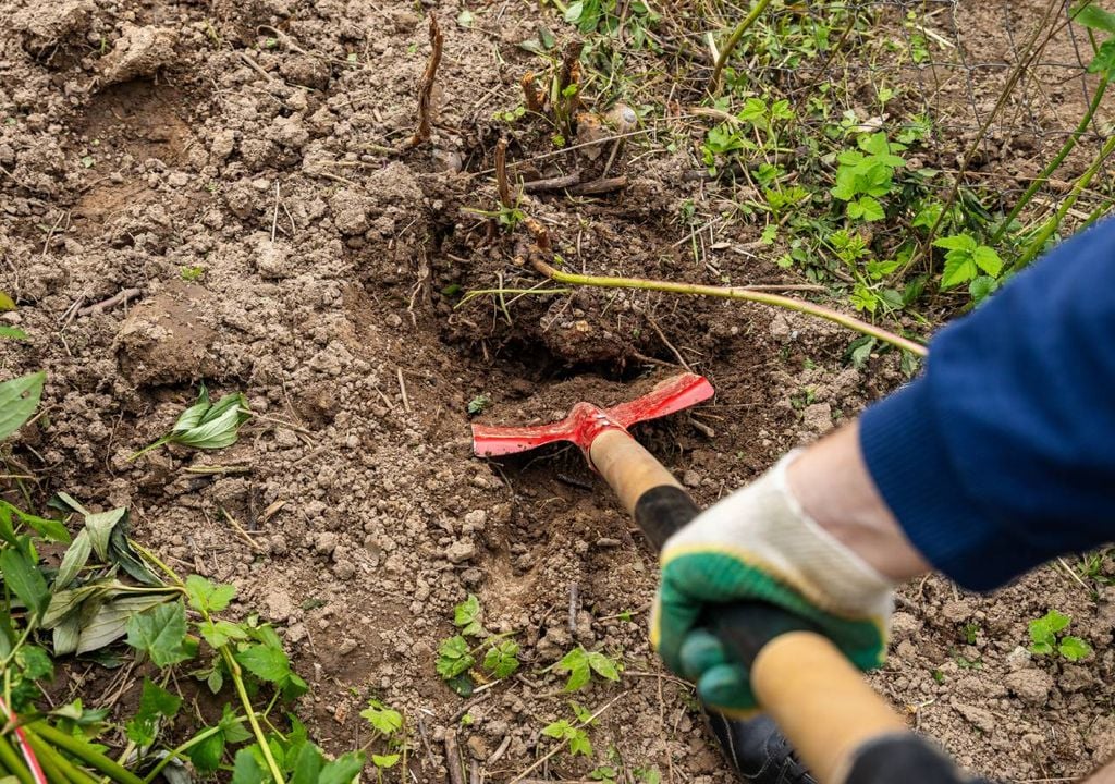 Imagen 3 La clave para un correcto desarrollo de las plantas viene de un suelo sano y bien cuidado.