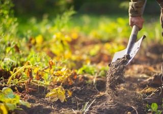 Calendario del huerto: qué plantar en febrero y cuáles son las tareas del mes