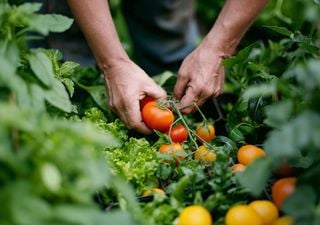 Calendario del huerto: qué plantar en julio y cuáles son las tareas del mes más cálido del año
