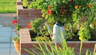 Calendario del huerto: qué plantar en julio y cuáles son las tareas en los d&iacute;as m&aacute;s c&aacute;lidos del a&ntilde;o