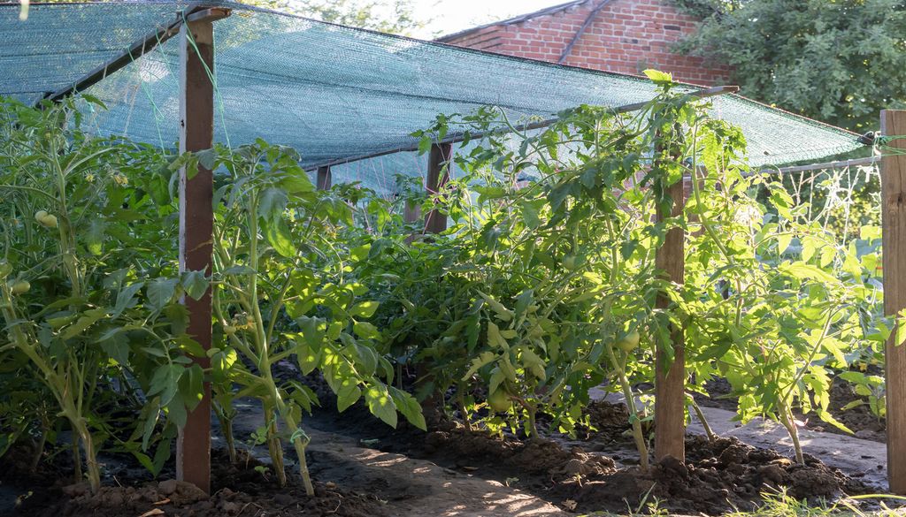 Es importante emplear protección sobre los tomates durante el mes de julio puede salvar tu cosecha.
