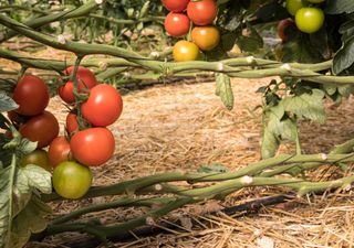 Calendario del huerto: qué plantar en junio y cuáles son las tareas del primer mes del verano