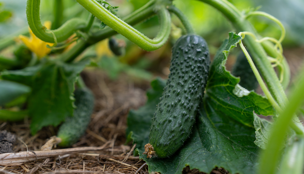 El pepino es otro de los clásicos del huerto de junio.