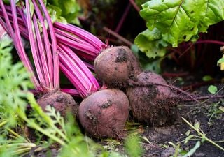 Calendario del huerto: qué plantar en marzo y cuáles son las tareas del mes