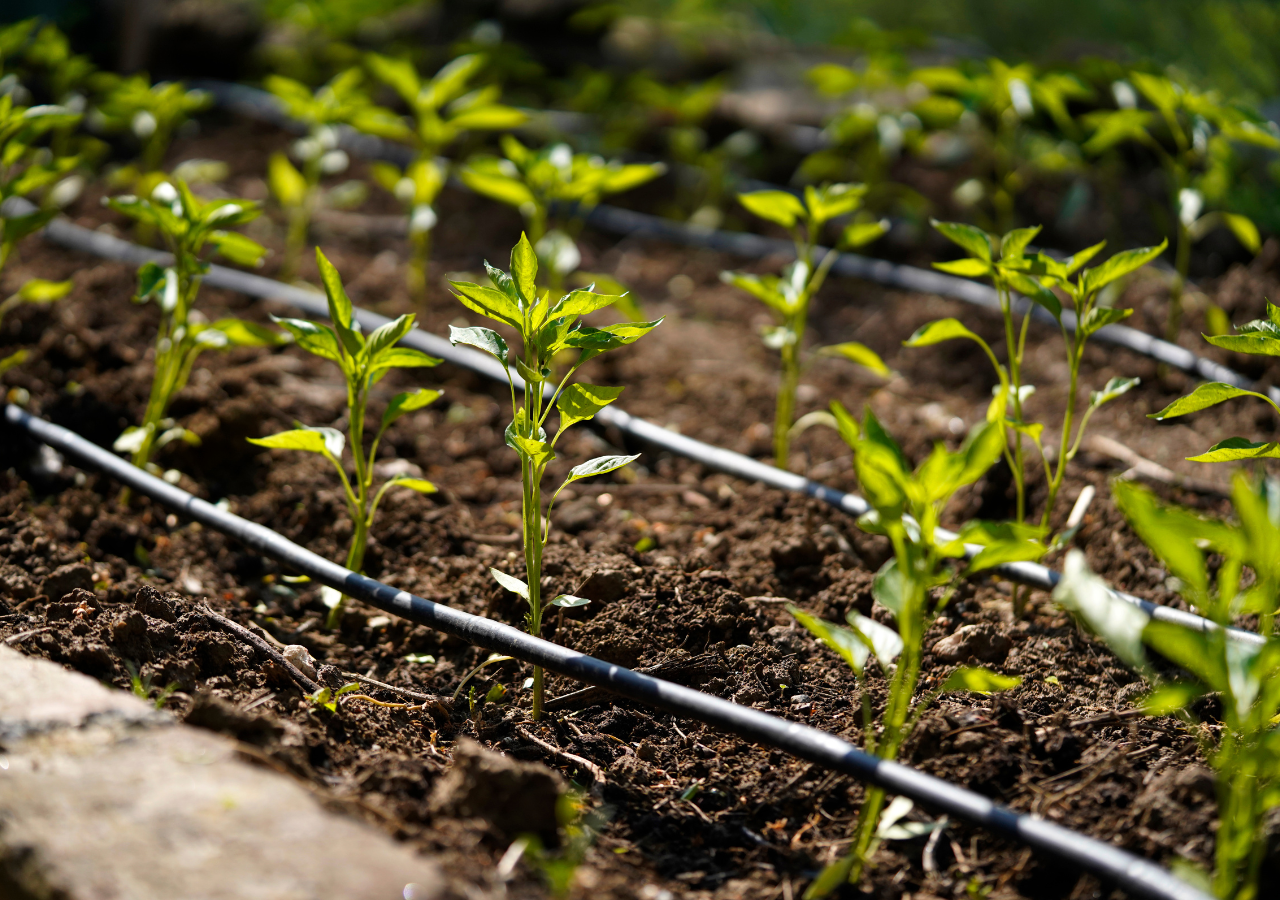 Instalar sistemas de riego automatizados te ayudará a mantener tus plantas hidratadas durante las horas de mayor calor.