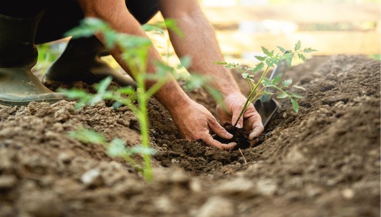 Calendario del huerto: qu&eacute; plantar en mayo y cu&aacute;les son las tareas del &uacute;ltimo mes de la primavera
