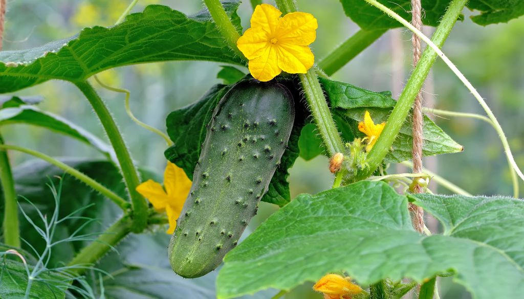 Imagen 2 El pepino, una verdura muy refrescante durante los meses del verano