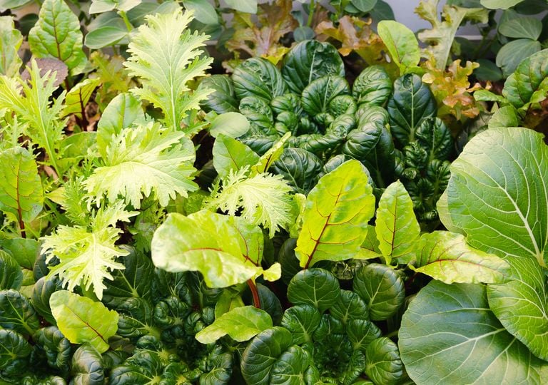 Calendario del huerto: qué plantar en noviembre y cuáles son las tareas del mes más otoñal del año