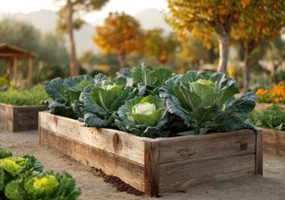 Cosa seminare a ottobre in Italia: ortaggi autunnali, verdure invernali e piante aromatiche