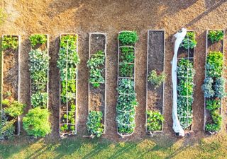 Calendario delle semine e dei trapianti di maggio: in questo mese ci sono tantissimi ortaggi e aromatiche da coltivare