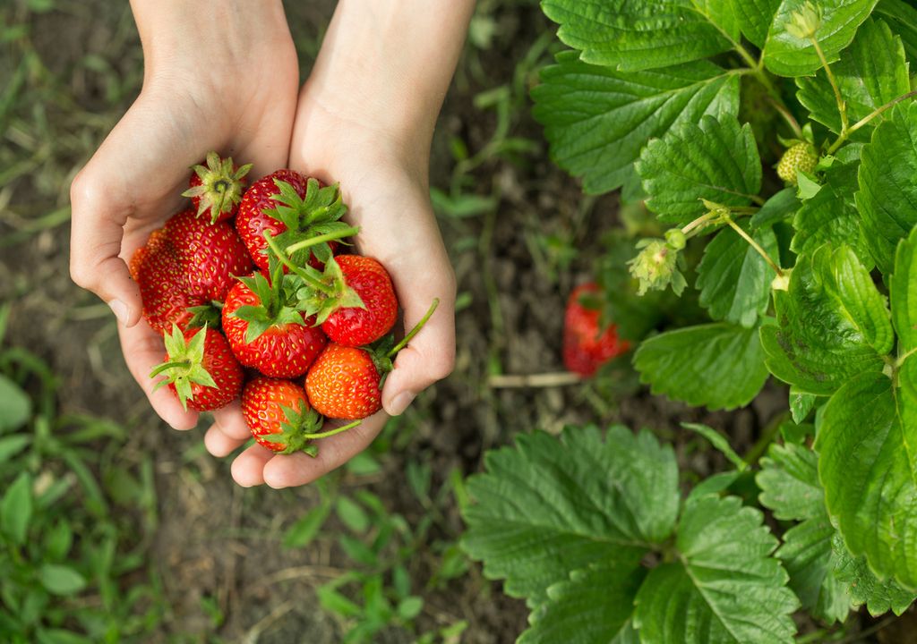 fragole fragole