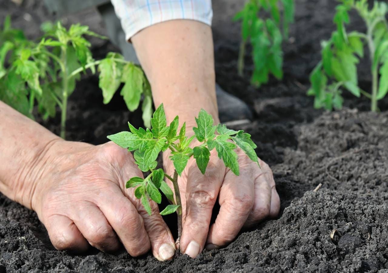 Com mais ou menos frio, se plantarmos e semearmos em fevereiro, podemos antecipar uma primavera mais florida e com mais colheitas para a nossa cozinha.