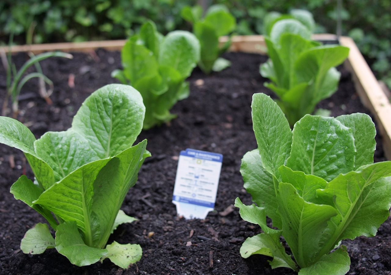 Cultivar espinacas es una de las mejores opciones cuando llega el frío.
