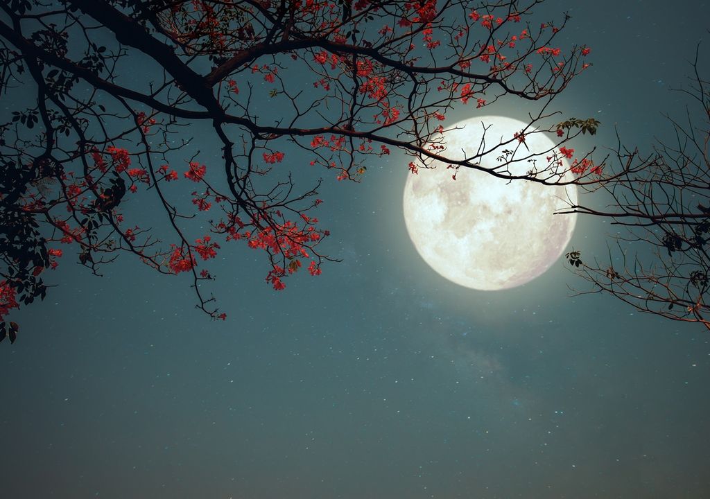 Luna llena detrás de un cerezo Luna llena detrás de un cerezo