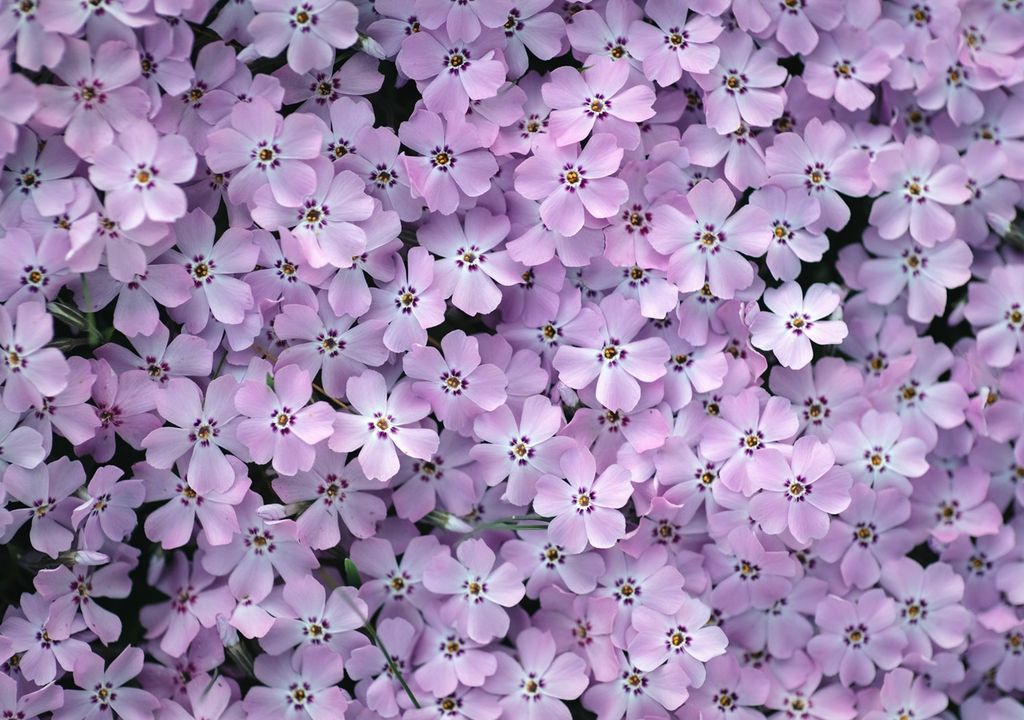 flores de la Phlox subulata flores de la Phlox subulata
