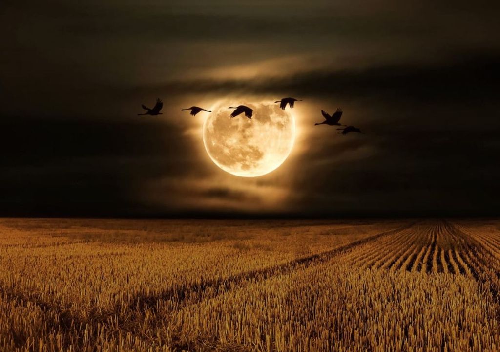 Luna del Cazador Luna del Cazador