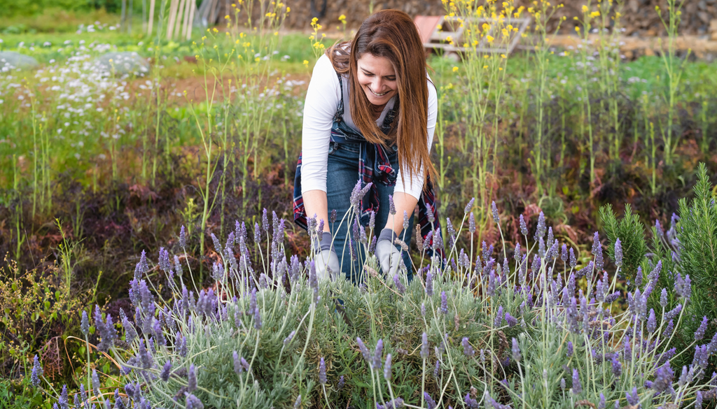 La lavanda produce aceites esenciales que son utilizados en perfumería, cosmética y aromaterapia en todo el mundo.