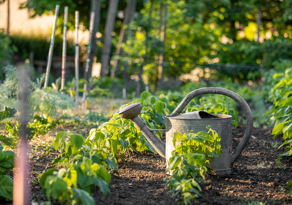 Un huerto sano es mantener un suelo vivo, con buena planeación y observación diaria de lo que la planta nos dice.