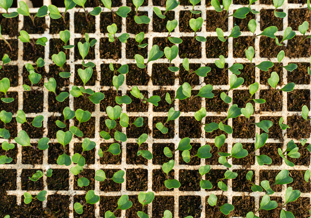 Sembrar en charolas te da control total: mejor humedad, raíces fuertes y trasplantes más sanos y parejos.