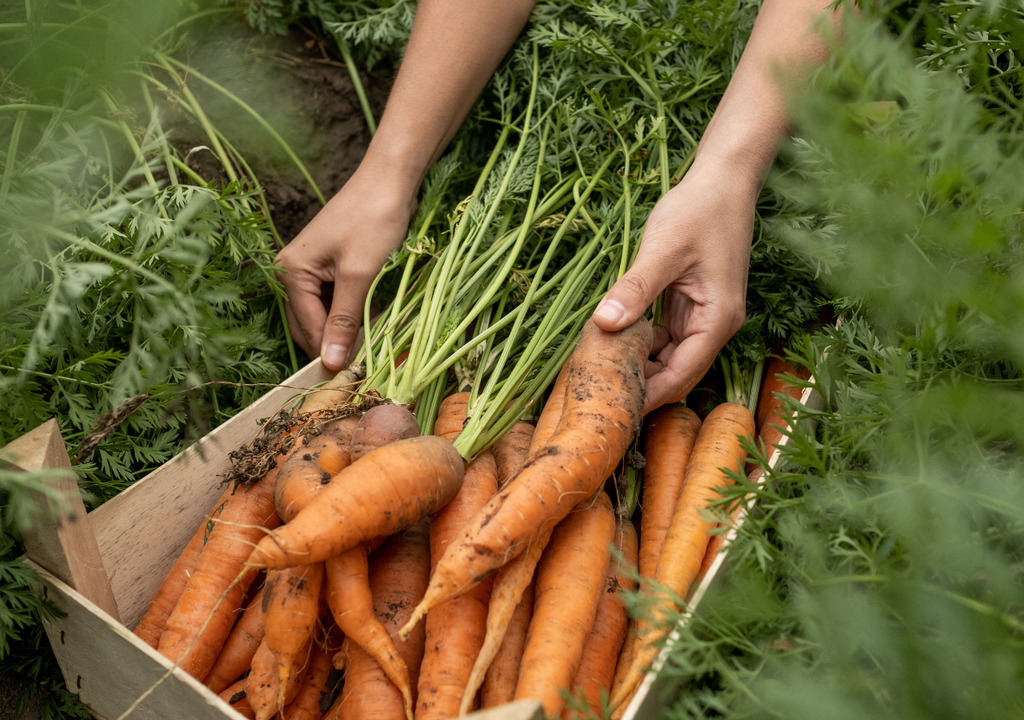 Las zanahorias necesitan suelo suelto y profundo, si la tierra está compacta, crecerán chuecas y débiles.