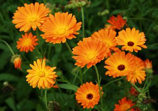 Calendula: il fiore che abbellisce e protegge l’orto