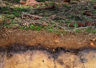 Calentamiento global liberaría enorme cantidad de carbono del suelo