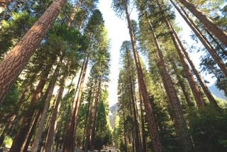 El calentamiento global genera un crecimiento forestal m&aacute;s lento y menor capacidad de almacenamiento de carbono