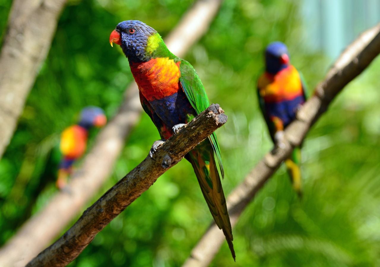 Loros australianos han mostrado, en promedio, un aumento del 4% al 10% en el tamaño del pico desde 1871.