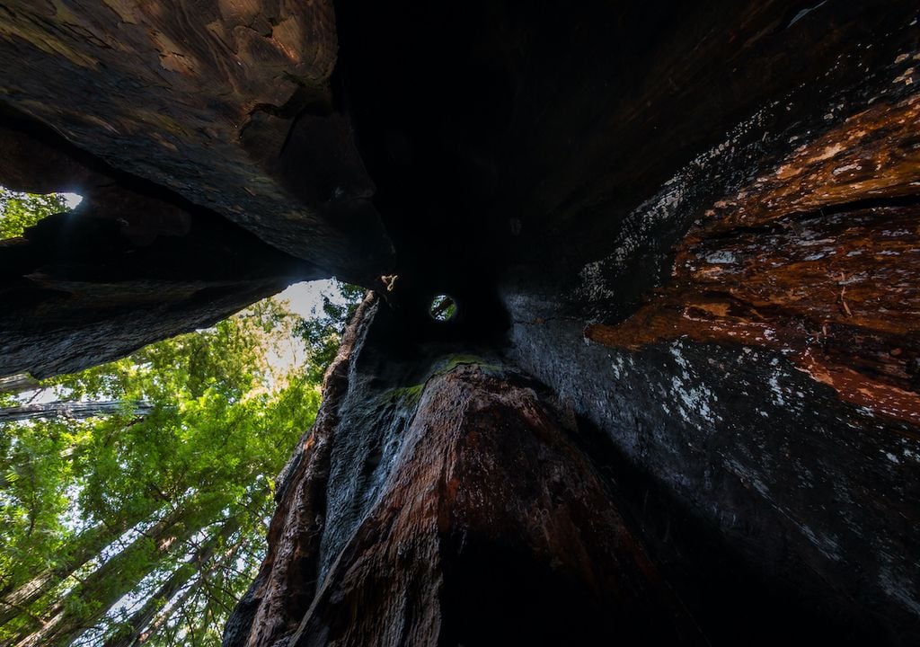 Burnt out redwood tree after wildfire.