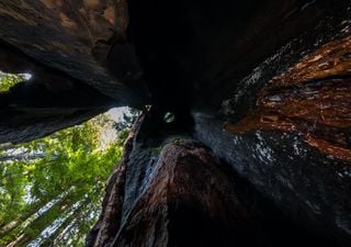 California wildfires destroy protected redwood trees