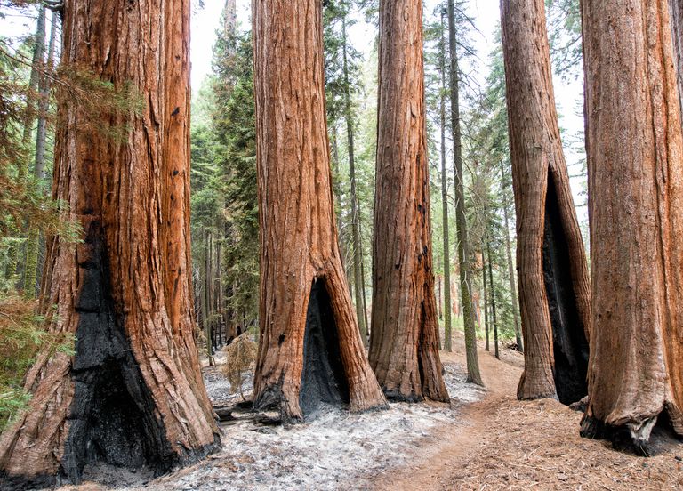 Californie : des milliers de séquoias géants ont succombé aux flammes Californie : des milliers de séquoias géants ont succombé aux flammes