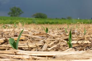 Calor de 40°C à vista: como plantar milho e feijão sem “cozinhar” as sementes