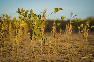 Calor e chuvas irregulares: O impacto climático na safra de grãos 2024/25