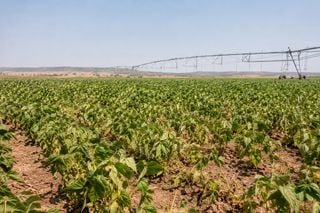 Calor e umidade abaixo de 20% pressionam lavouras de trigo e feij&atilde;o no Brasil Central